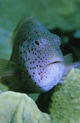 Freckled hawkfish,Red sea.F50,105mm lens.Twin SB105 flash... by Derek Haslam 